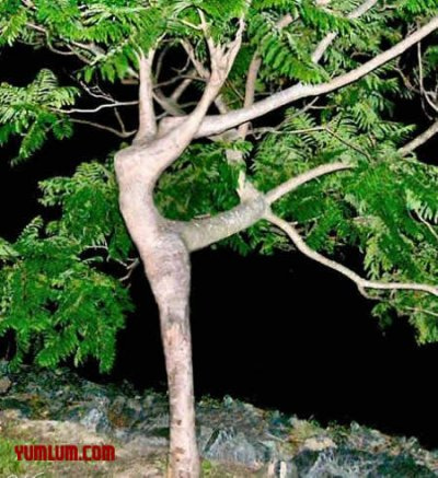 Dance Tree